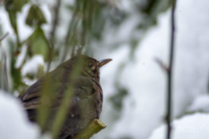 Amsel