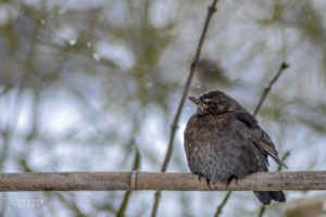 Amsel