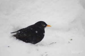 Amsel