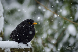 Amsel